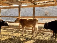 Bull, Swiss cattle — photo 3