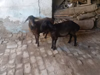 公羊, Rhon sheep — 照片 1