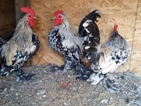 Bantam — foto 4