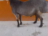 Ram, Sheep — photo 5