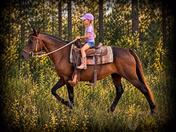 母马, Quarter Horse