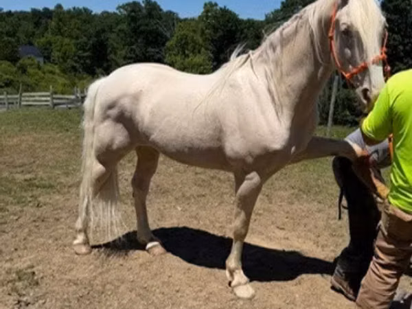 حصان, Kentucky mountain daddle horse