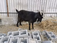 बकरी, Czech Brown Shorthaired goats — फ़ोटो 3