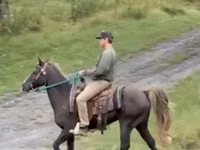 Hengst, Rocky Mountain Horse — Foto 3