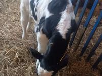 Bull, Cattle — photo 7