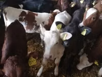 公牛, Cattle — 照片 7