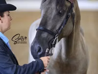 Hengst, Rocky Mountain Horse — Foto 1