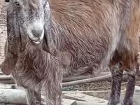 Ziege, Damask goat — Foto 5