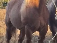 Horse (M), Horses — photo 4