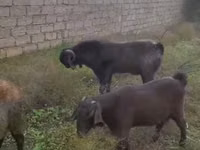 Cabro, Cabras — foto 3