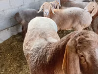 Oveja, Arashan sheep — foto 3