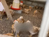 Shamo chickens — photo 6