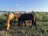 Horse (M), Bashkir horse — photo 4
