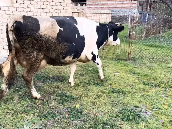 بقرة, Russian Black pied cattle
