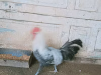 ब्रेकल — फ़ोटो 1