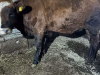Vaca, Russian Black pied cattle — foto 4