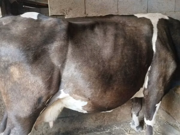 गाय, गोलस्टीन नस्ल
