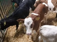 牛只（批次，未指定性别）, Cattle — 照片 7