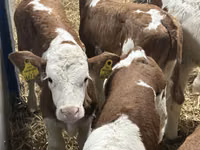 公牛, Cattle — 照片 5