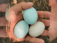 Araucana — photo 2