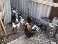 Chickens — Foto 7