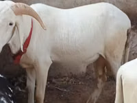 Ram, Sheep — photo 1