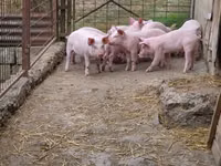 猪（批次，未指定性别）, Pigs — 照片 6