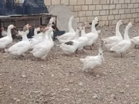 Geese — 照片 1