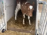 सांड, Simmental cattle — फ़ोटो 2