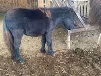 Yegua, Shetland Pony — foto 3