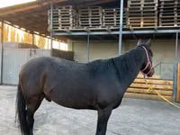 公马, Karachay horse — 照片 3