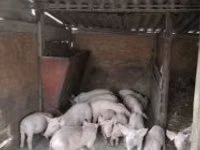 Schweine (Partie, Geschlecht nicht angegeben), Schweine — Foto 1