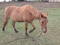 घोड़ी, Azerbaijan horse — फ़ोटो 1