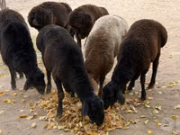 Ram, Sheep — photo 1