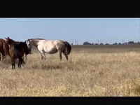 Stute, Kushum Horse — Foto 2
