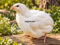 Quails — Foto 1