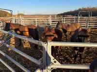 Horse (M), Hucul pony — photo 7