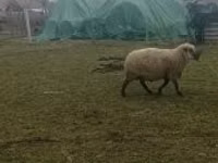 Widder, Shroshire sheep — Foto 3