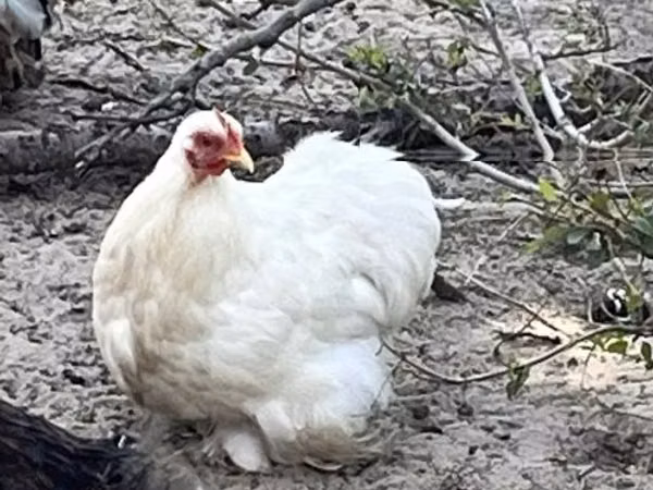 Pekin Bantam