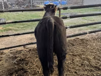 Bulle, Simmental cattle — Foto 5