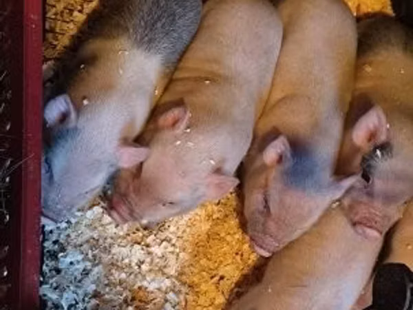 Pigs (batch, sex not specified), 