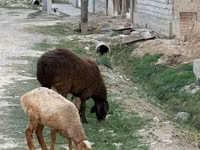 Ram, Sheep — photo 1