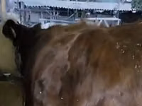 Cow, Cattle — photo 2