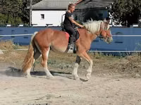 Caballo, Gypsy horse — foto 6