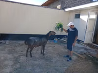 Carnero, Ovejas — foto 1