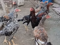Chickens — photo 7