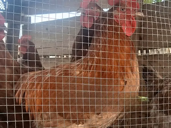 Chickens
