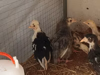 Appenzeller Spitzhauben — Foto 1