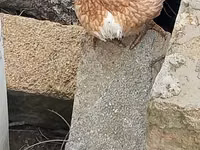Chickens — foto 2