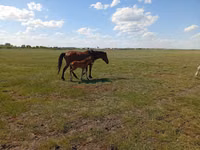 Stute, Kinsky horse — Foto 3